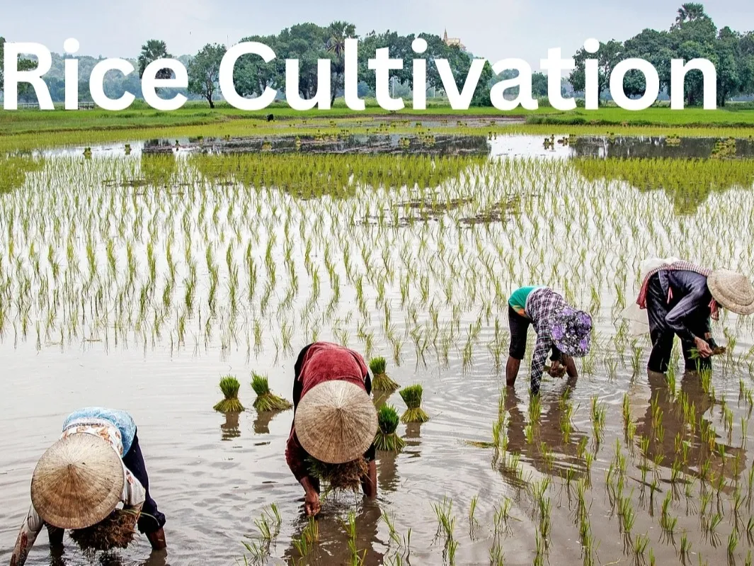 Methods of Rice Cultivation | Articles | Printables.com