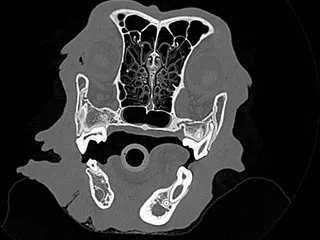Image for Medical 3D Printing
