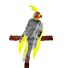 MRSalguod