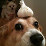 GarlicDoggo