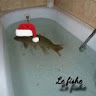 Fishy