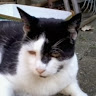 Shima