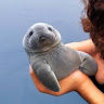 Manateelover