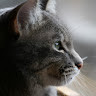 blazerat