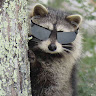 Raccoon