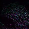 Mosquitobrain but cool