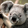koala8348