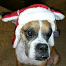 MuttCollective