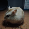 Luksus