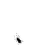 Backaroma