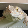 Agama Bradatá