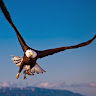 Semih Kartal