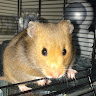 Rhys T