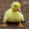 Duckman20148