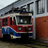 Krzak