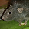 Stepan Choc