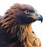 edi_the_eagle
