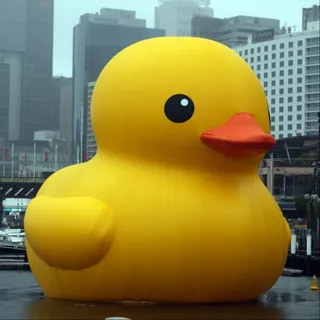 duckbeholder