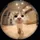 Gatafu2