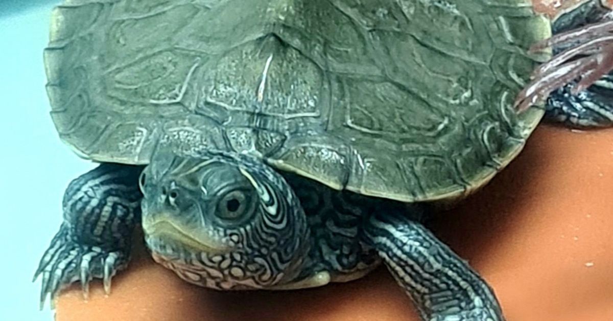 Șipoș Raul - G | Printables.com
