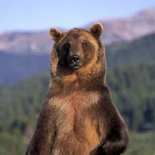 DrunkCircusBear