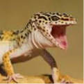 Leopardgeckosarecool