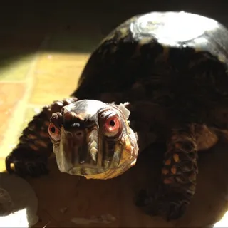 dkoopa