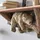 JakeShelf