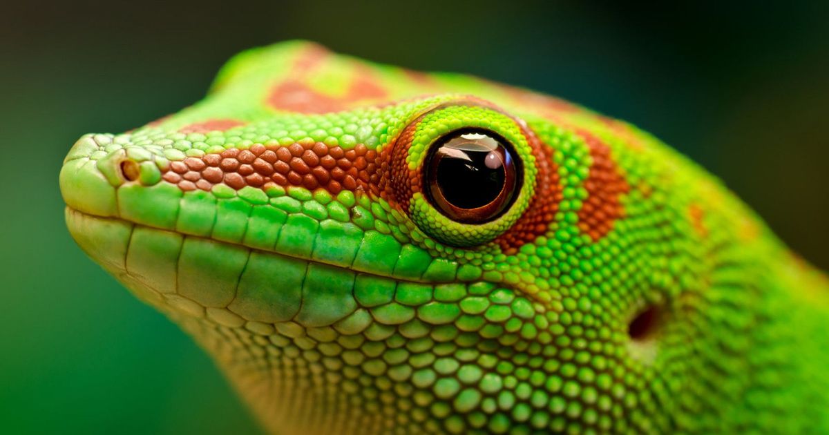 GeckoSplinter | Printables.com