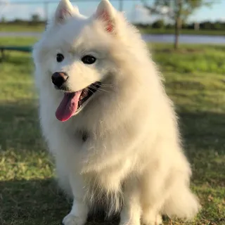 Ghostfluff