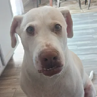 Littlelodog