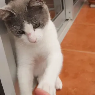 Daniel