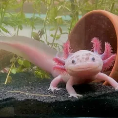 Lotl