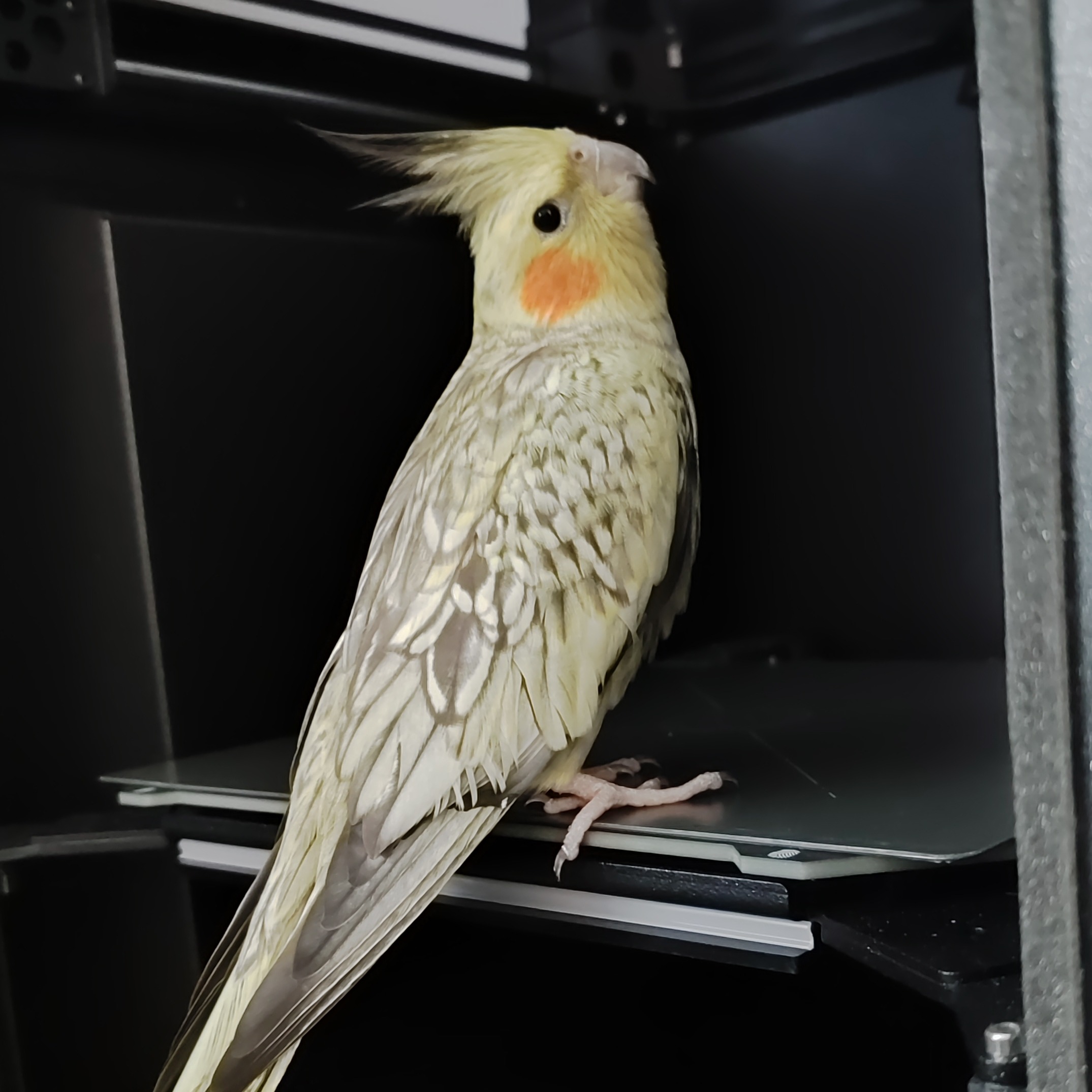 3DBirdy