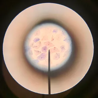BiologyBen