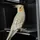 3DBirdy