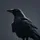 Blackbird