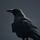 Blackbird