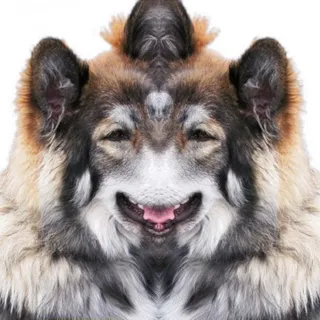 Grrr
