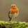 RagingRobin