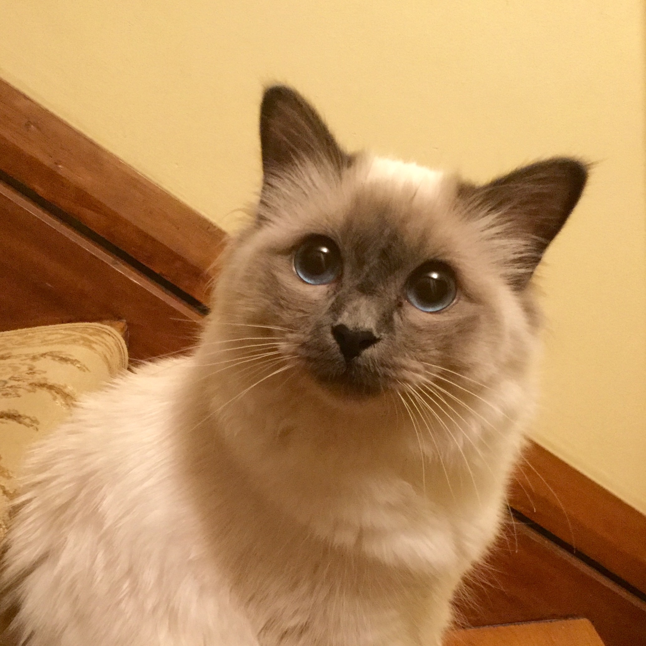 Newtcat