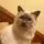 Newtcat