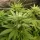 Quantum.Grower