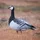 Graylag