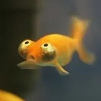 Cocoa
