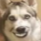 CorgKing