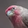 Mr Pink