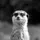 Shadow_964