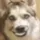 CorgKing