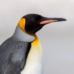 Mich4elr